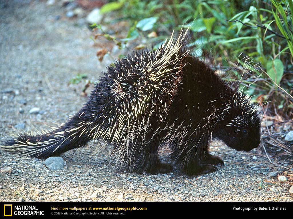 free Porcupine wallpaper wallpapers download