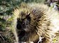 Porcupine wallpaper