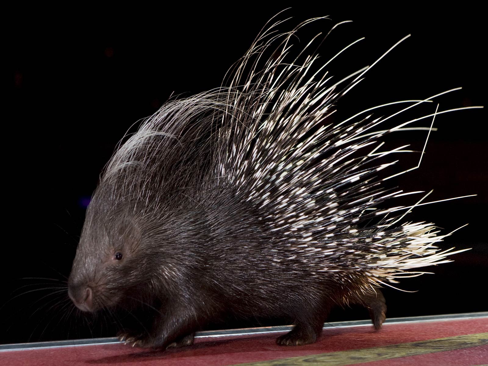 free Porcupine wallpaper wallpapers download