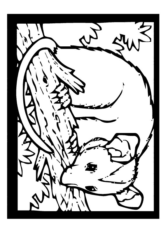 free Possum coloring page