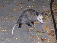 Possum