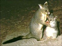 Possum with a baby eating