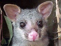 Possum picture