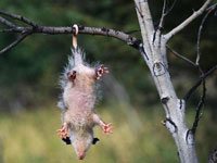 Possum upside down in a tree