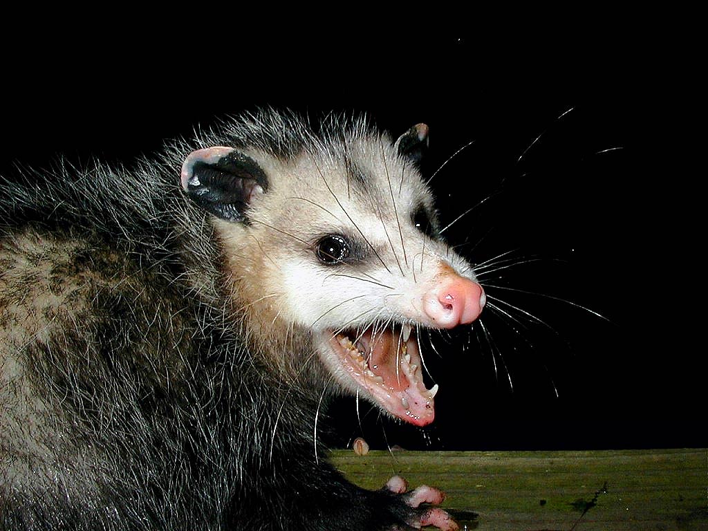 Free Possum Wallpaper Animals Town Free Possum Wallpaper Animals Town
