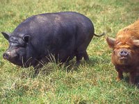 Potbellied Pig image