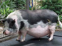 Potbellied Pig image