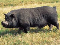 Potbellied Pig picture