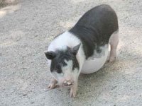 Potbellied Pig photo