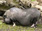 Potbellied Pig wallpaper