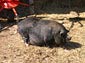 Potbellied Pig wallpaper