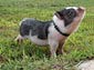 Potbellied Pig wallpaper