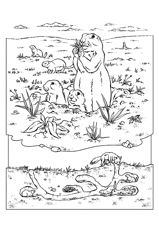 free Prairy Dog coloring page