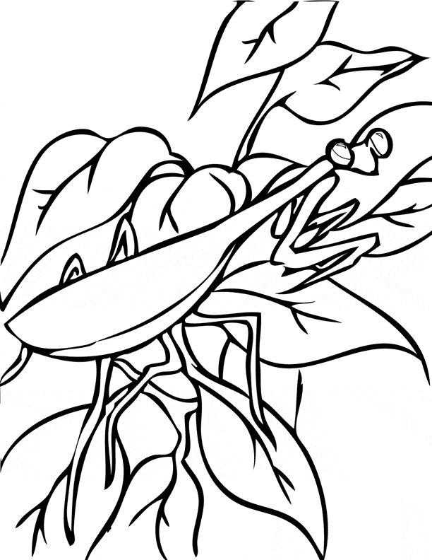 free Praying Mantis coloring page