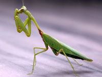 What does a Praying Mantis look like?