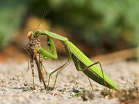 Praying Mantis image