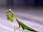 praying mantis wallpaper