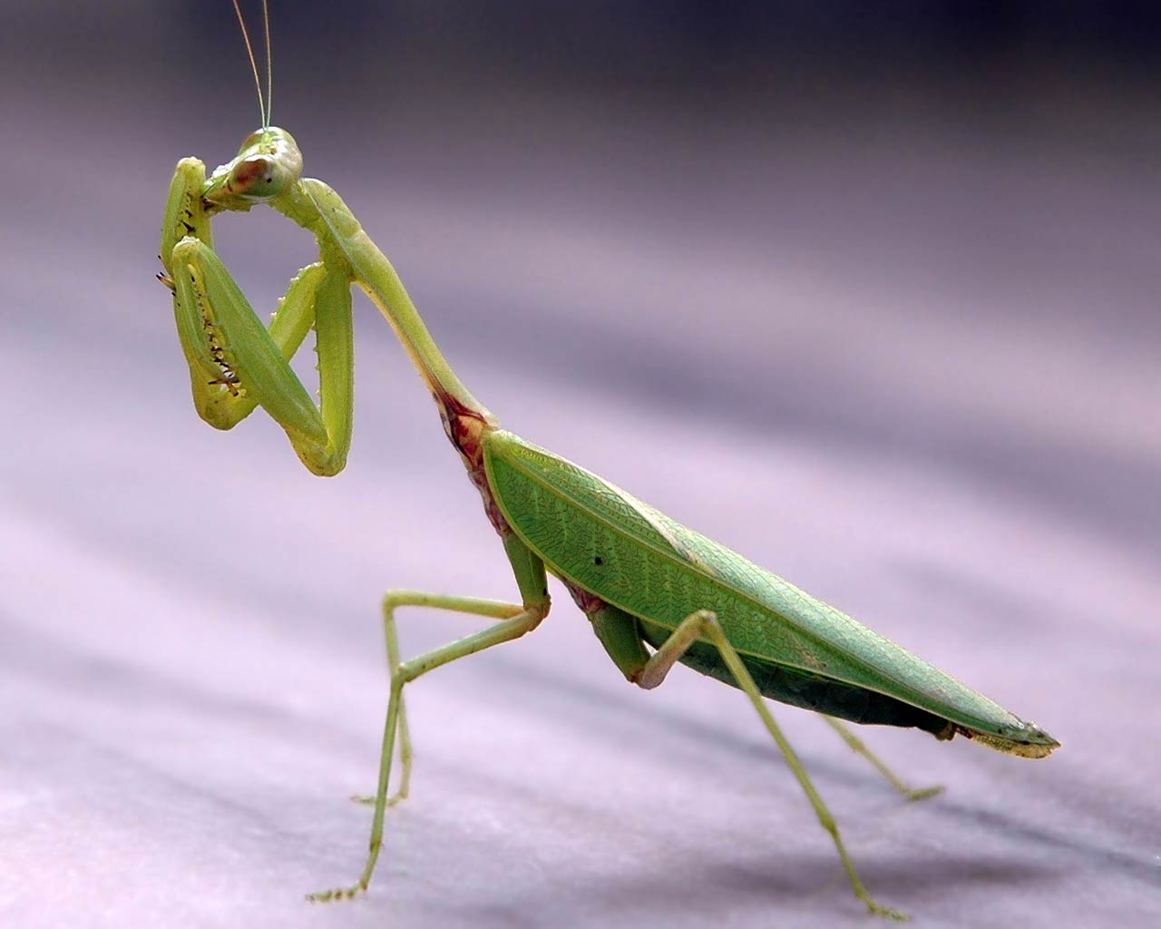 free Praying Mantis wallpaper wallpapers download