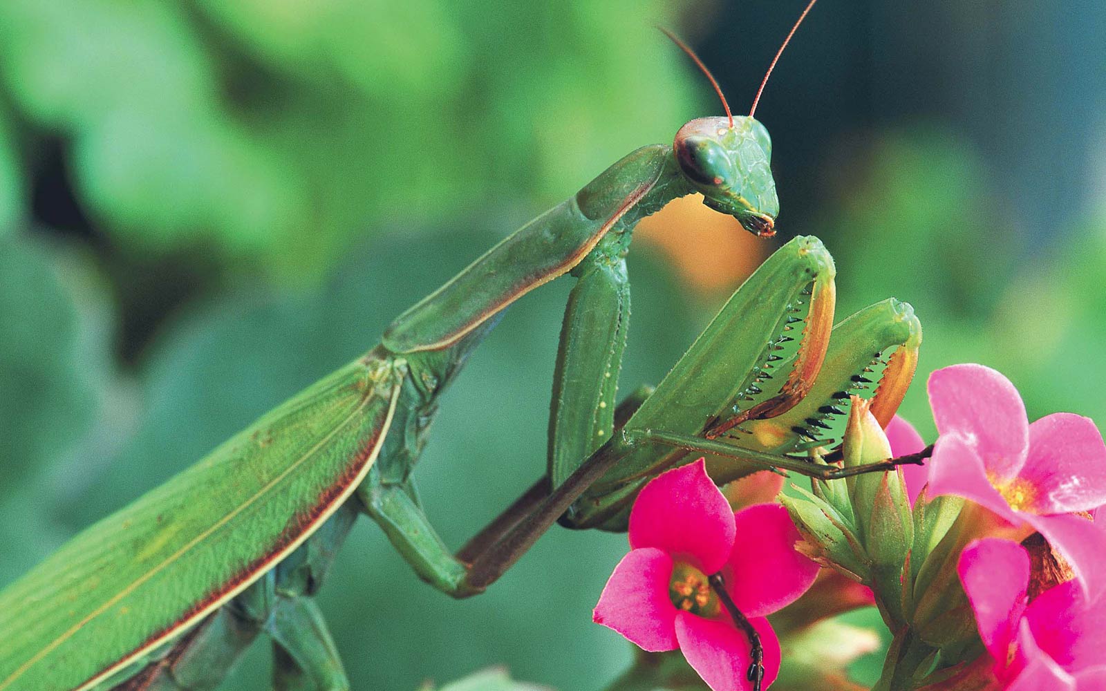 free Praying Mantis wallpaper wallpapers and background