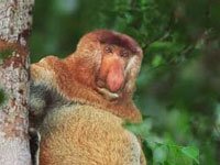 What does a Proboscis Monkey look like?
