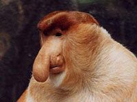 Proboscis Monkey