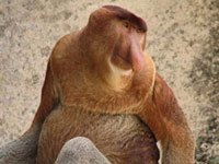 Proboscis Monkey picture