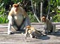 Proboscis Monkey wallpaper