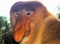 Proboscis Monkey wallpaper