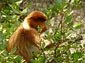 Proboscis Monkey wallpaper