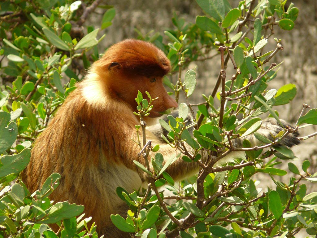 free Proboscis Monkey wallpaper wallpapers download