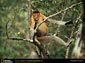 free proboscis monkey