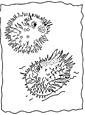 Puffer coloring page