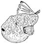 Puffer coloring page