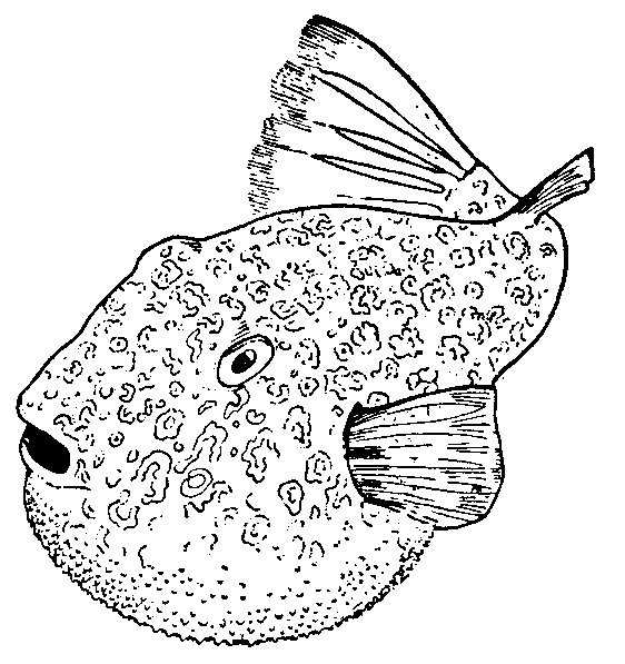 free Puffer coloring page