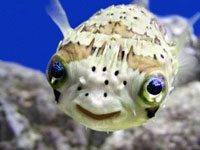 Delflated Puffer