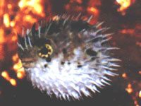 Pufferfish