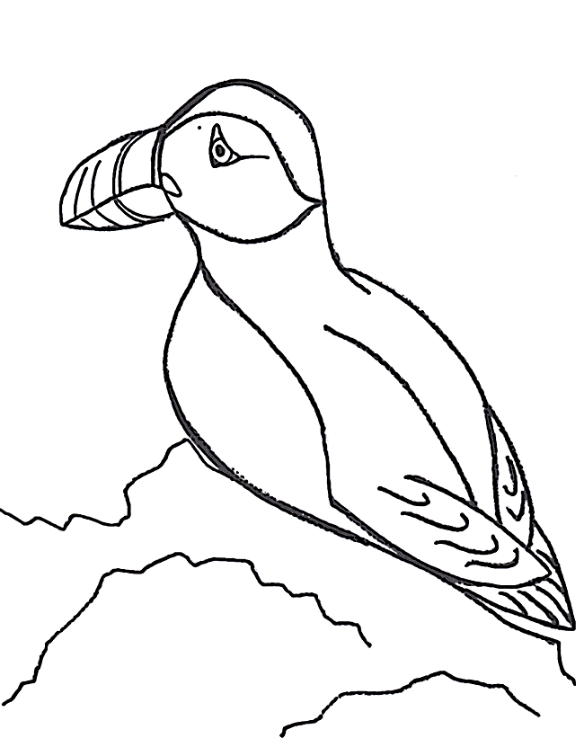 free Puffin coloring page