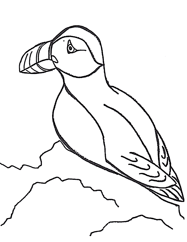 Download Puffin coloring page - Animals Town - animals color sheet ...