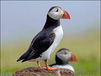 Two Puffins