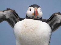 Puffin picture