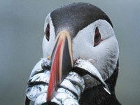 Puffin eating a fish
