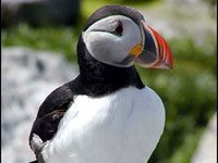 Puffin