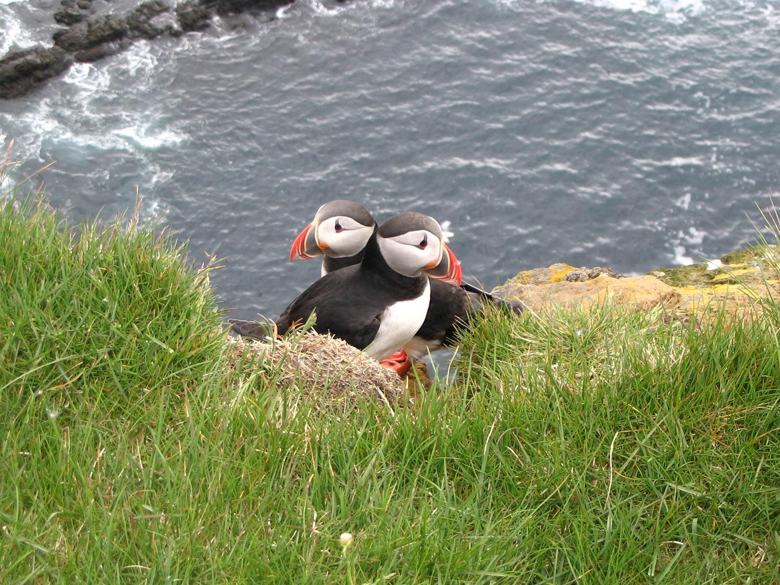 free Puffin wallpaper wallpapers download