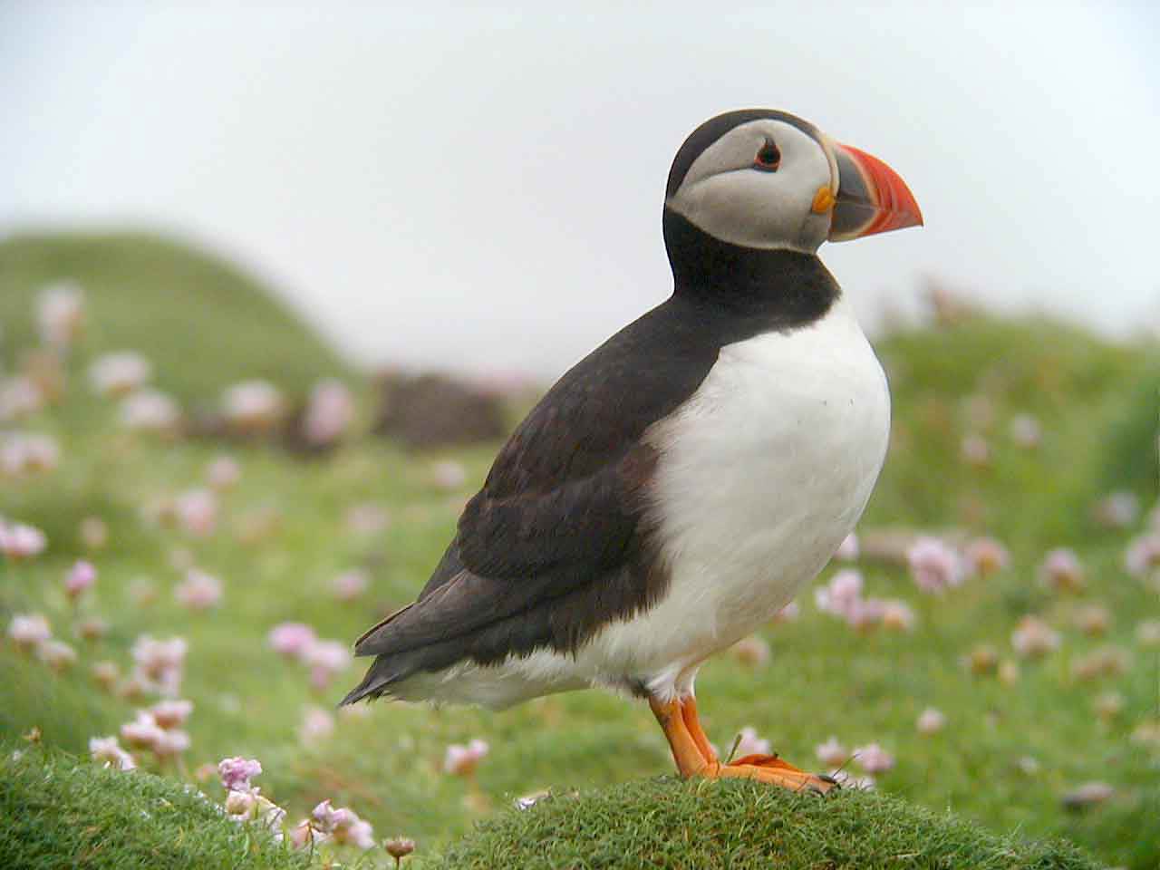 free Puffin wallpaper wallpapers download