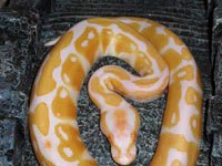 Orange Python