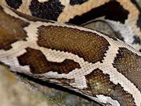Python skin close up
