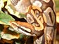 python desktop wallpapers