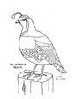 Quail coloring page
