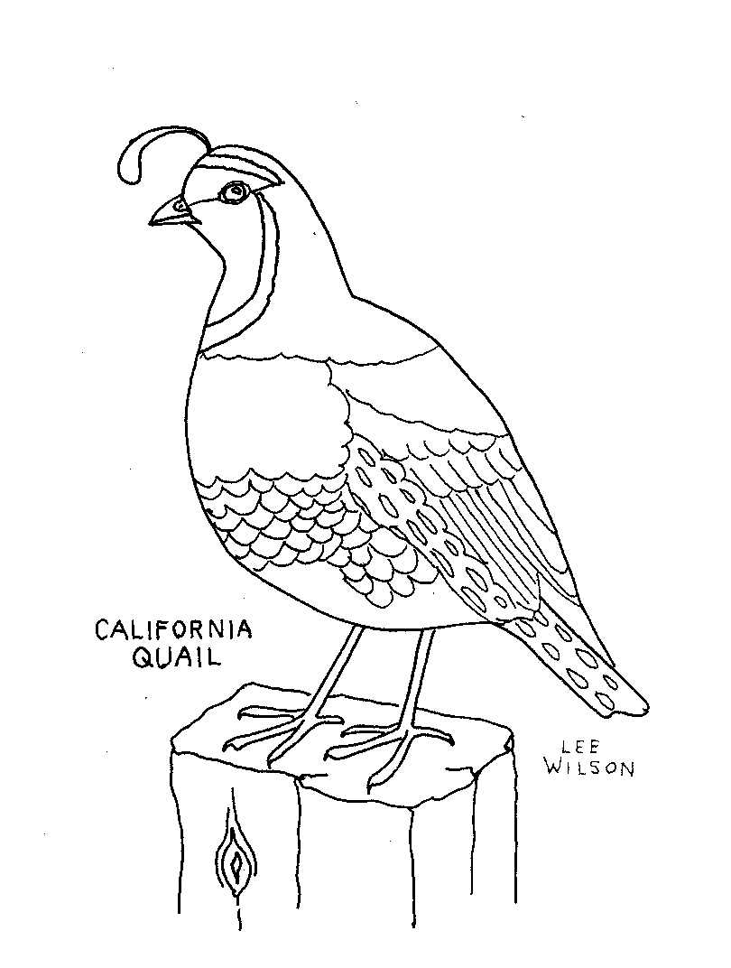 Quail coloring page - Animals Town - animals color sheet - Quail free
