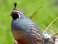 Quail image